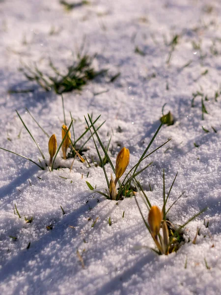 Close Uitzicht Met Mooie Krokus Bloemen Het Voorjaar Bloeien Door — Stockfoto