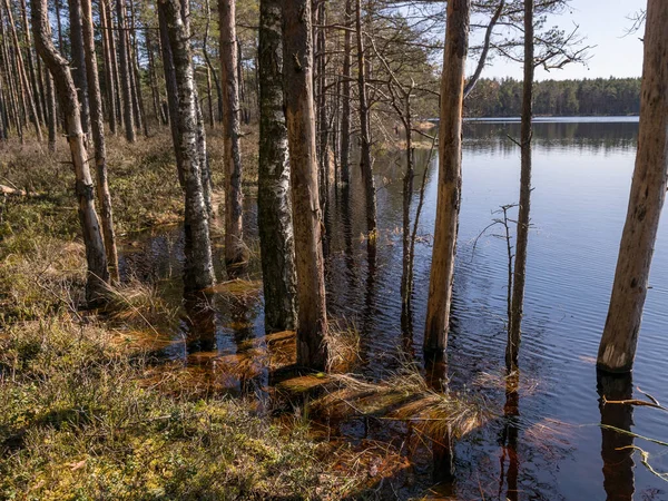 Pantano Paisaje Con Troncos Árboles Agua Lago Inundado Primavera —  Fotos de Stock