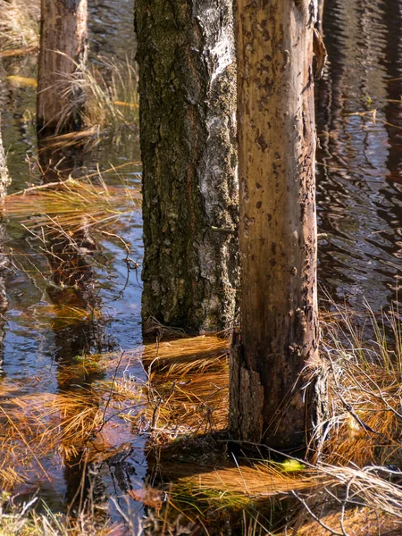 Krajobraz Bagienny Pniami Wodzie Zalewane Jezioro Wiosną — Zdjęcie stockowe