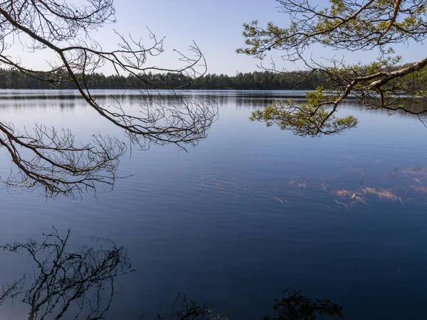 Vår Landskap Myrar Sjöar Bakgrunden Träd Grenar Förgrunden — Stockfoto
