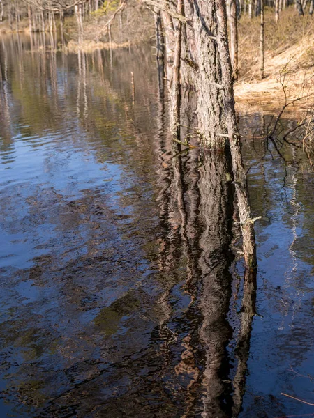 Bog Landscape Tree Trunks Water Flooded Lake Spring — Stock Photo, Image