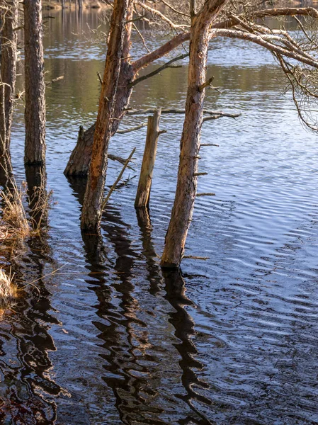 Moeraslandschap Met Boomstammen Het Water Overstroomd Meer Het Voorjaar — Stockfoto