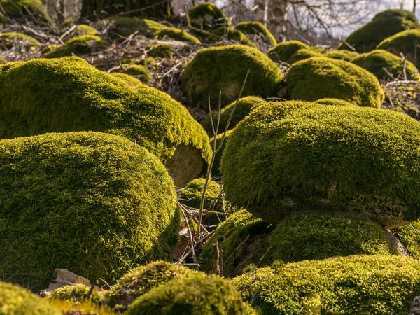 Wunderbare Landschaft Mit Leuchtend Grünen Steinen Die Steine Sind Mit — Stockfoto