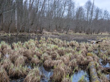 Vahşi doğa, eski ağaçlar, kirli gölet, eski kuru çimenler, bulutlu hava, Gauja halicileri, Letonya