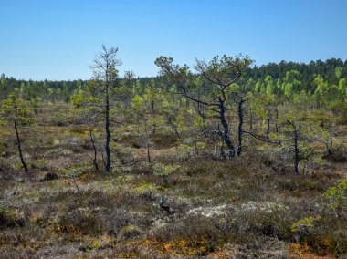 Baharda bataklık, bataklık çamları, yosunlar, eski kuru otlar, lichens