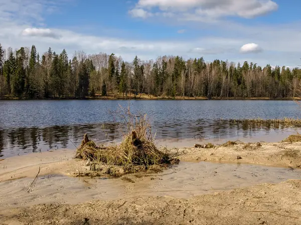 Lanskap Awal Musim Semi Hutan Latar Belakang Danau Latar Depan — Stok Foto