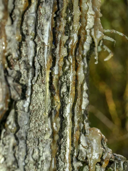 Kapka Pryskyřice Suchý Strom Šedé Barvy Pryskyřice Teče Poškozeného Stromu — Stock fotografie
