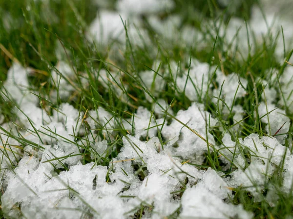 Картина Першими Весняними Квітами Снігу Перша Весняна Зелень Вкрита Снігом — стокове фото