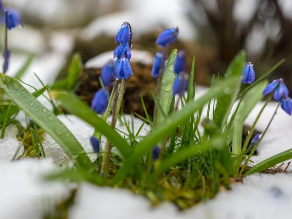 picture with the first spring flowers in the snow, the first spring greenery covered with snow