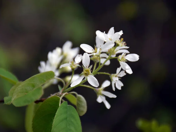 Fragmenty První Jarní Květiny Rozmazaném Pozadí Bílá Břečťan Květ — Stock fotografie