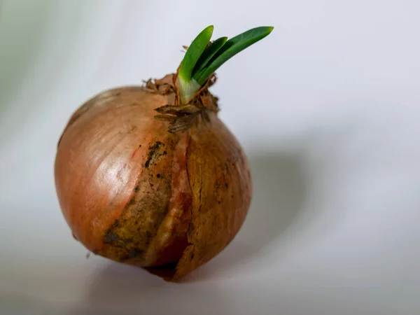 Foto Con Cebolla Cebolla Expulsó Los Primeros Brotes — Foto de Stock