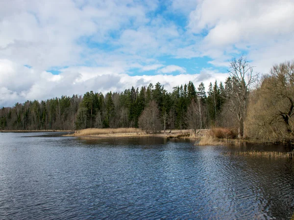 Início Primavera Paisagem Floresta Fundo Lago Primeiro Plano Céu Azul — Fotografia de Stock