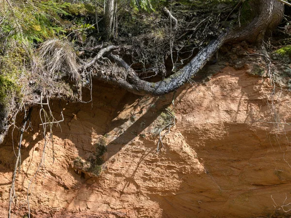 Photo Avec Mur Grès Des Racines Arbre Une Grotte Couverte — Photo