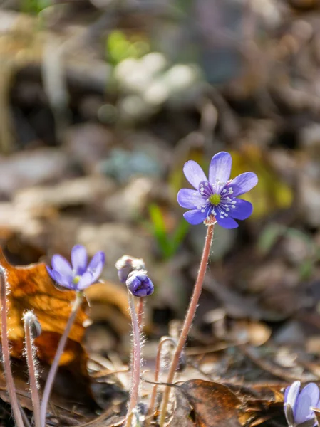 picture with the first blue spring flowers in the wild, the color of the flower stands out against the gray background