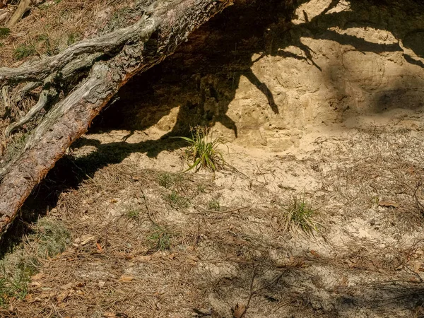 Bild Mit Dicken Kiefernwurzeln Ausgeprägten Schatten — Stockfoto