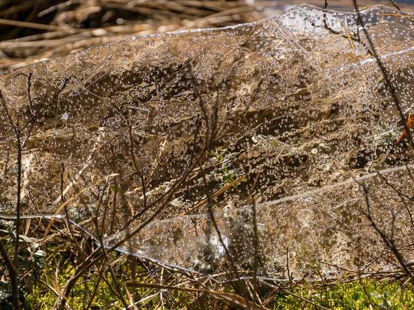 Textura Hielo Delgado Abstracto Adecuado Para Fondo —  Fotos de Stock