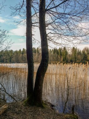 Erken bahar manzarası, nehir kıyısındaki ağaç siluetleri, önceki yılın kuru otları.