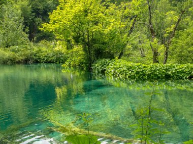 Turkuaz suyu, Plitvice Gölleri Ulusal Parkı ve Hırvatistan 'ın yeşil yaz ormanında küçük bir göl