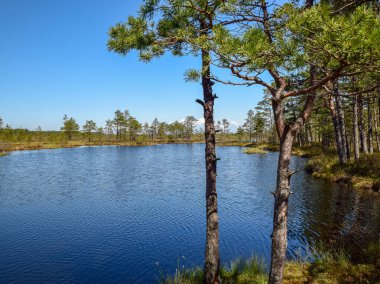 Erken bahar manzarası, nehir kıyısındaki ağaç siluetleri, önceki yılın kuru otları.