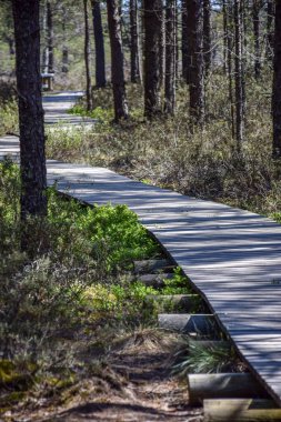 Baharda bataklık, ahşap yaya köprüsü, bataklık çamları, yosun, kuru otlar, liken