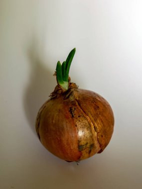 Soğanlı resim, soğan ilk filizleri attı.