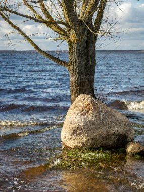 Gölde yalnız ağaç ve taşlar, rüzgar ve dalgalar göl kıyısına çarpıyor, rüzgarlı bahar günü