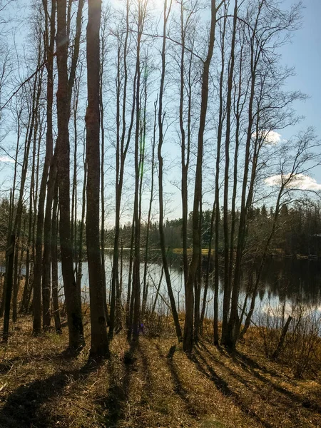 Vroeg Voorjaarslandschap Boomsilhouetten Aan Oever Van Rivier Droog Gras Van — Stockfoto