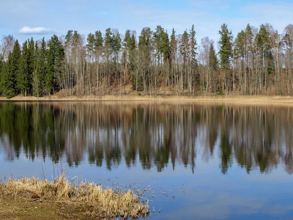 Πρώιμο Εαρινό Τοπίο Δάσος Στο Παρασκήνιο Λίμνη Στο Προσκήνιο Μπλε — Φωτογραφία Αρχείου