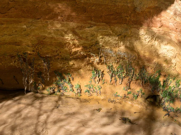 picture with a sandstone wall and tree roots, a cave covered with moss and lichens