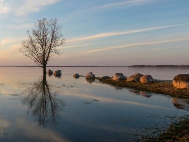 Gölde gün batımı vahşi ağaç silueti, gündoğumu yansıması, Burtnieki Gölü, Letonya