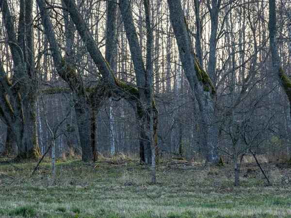 Paysage Avec Une Belle Ruelle Bois Chemin Ruelle Grandi Dans — Photo