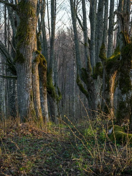 Krajobraz Pięknym Drewnianym Zaułkiem Ścieżka Alei Wzrosła Sali Stare Pnie — Zdjęcie stockowe