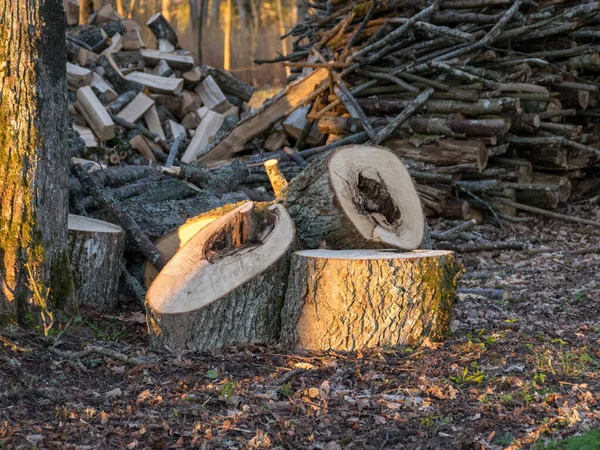 Řezaný Starý Strom Velké Kulaté Kvádry Poškozený Střed Stromu — Stock fotografie