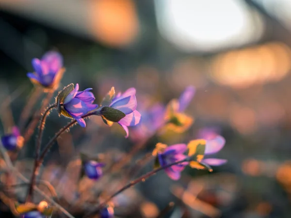 Wild Whistles Beautiful Bright Colors Sunset Light First Spring Flowers — Stock Photo, Image