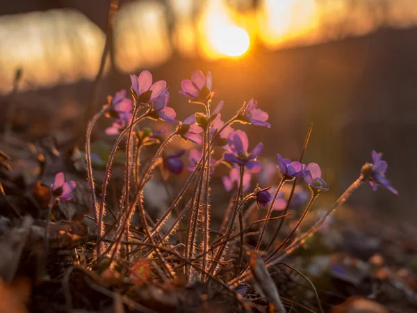 Silbatos Salvajes Hermosos Colores Brillantes Luz Del Atardecer Las Primeras — Foto de Stock