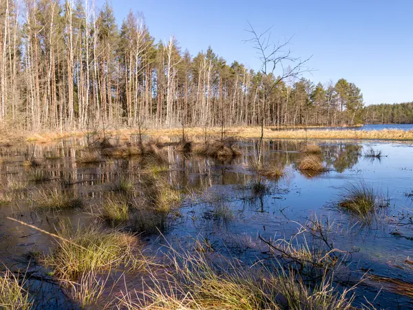 Paisaje Del Lago Pantano Textura Hierba Pantanosa Primer Plano Soleada — Foto de Stock