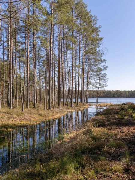 Baharda güzel bataklık manzarası, bataklık çamı ve bataklık bitkisi arka planı
