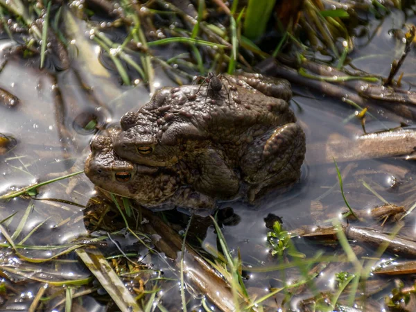 picture with common frogs pairing in a pond, couple of frogs are sitting in the pond  in spring period, detailed photo of two frogs.
