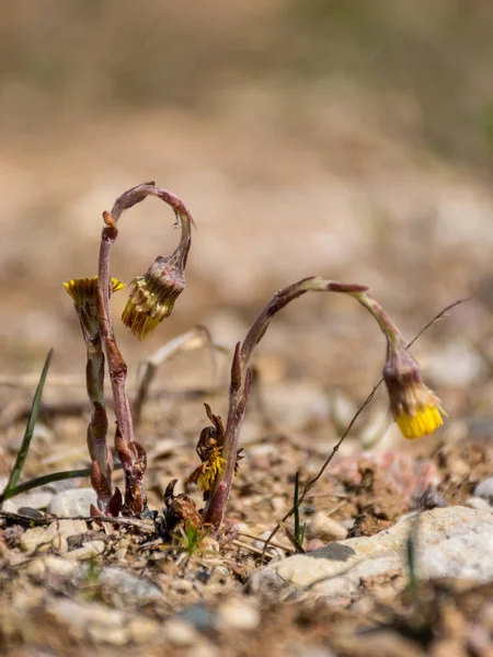 Foto Con Primi Fiori Gialli Primaverili Sfondo Terra Sfocata — Foto Stock