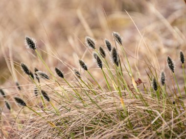 Bataklık desenli resim, bataklık bitkilerinin parçaları, arka plan için uygun