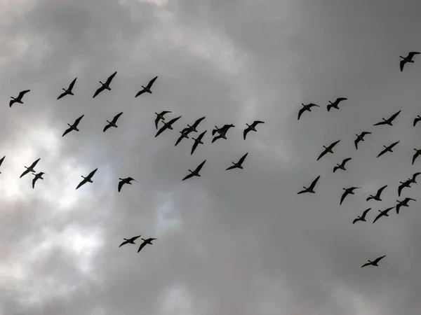 Spring Landscape Flying Birds Bird Migration Spring Autumn Birds Sky — Stock Photo, Image