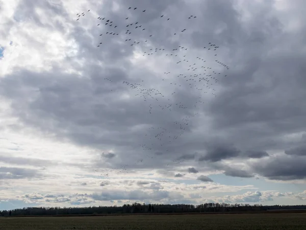 Wiosenny Krajobraz Latającymi Ptakami Migracja Ptaków Wiosną Jesienią Ptaki Niebie — Zdjęcie stockowe