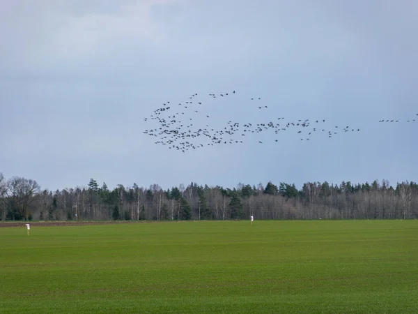 Wiosenny Krajobraz Latającymi Ptakami Migracja Ptaków Wiosną Jesienią Ptaki Niebie — Zdjęcie stockowe