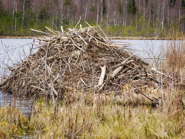 Göl kıyısındaki kunduz kulübesi, baharda bataklık manzarası, bataklık dokusu, bataklık ağaçları, çimenler ve yosunlar, bataklık bitkileri.