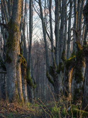 Güzel ahşap bir geçidi olan manzara, koridora çıkan patika, yosunlarla kaplı eski ağaç gövdeleri.