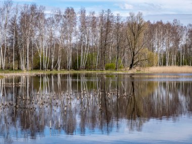 Güneşli bahar günü manzarası, beyaz bulutlu parlak mavi gökyüzü, göl suyuna yansıyor, doğada ilk yeşillik ortaya çıktı.