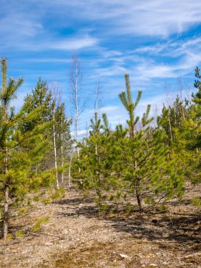 ilkbahar manzarası mavi gökyüzü, beyaz bulutlar ve doğadaki ilk bahar yeşilliği.