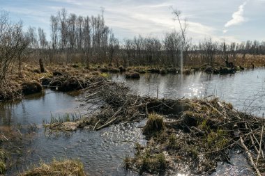 Bataklık göletleri, kurumuş çimenler, eski kuru ağaçlar ve dallar, vahşi doğa.