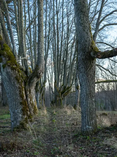 Landschaft Mit Schöner Holzallee Der Alleenweg Ist Die Halle Hineingewachsen — Stockfoto