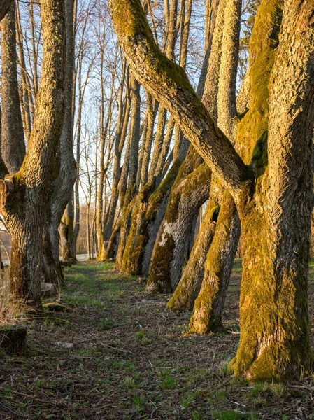 Landschaft Mit Einer Schönen Hölzernen Allee Der Alleenweg Ist Die — Stockfoto